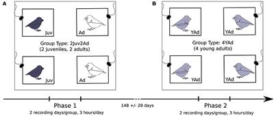 A New Semi-automated Method for Assessing Avian Acoustic Networks Reveals that Juvenile and Adult Zebra Finches Have Separate Calling Networks